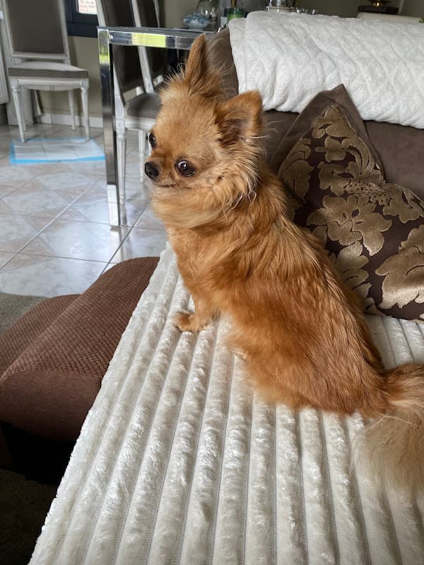 Chihuahua Prada de Carmen