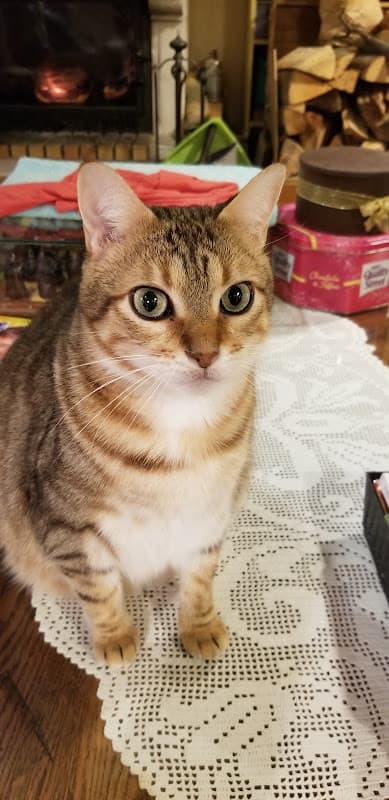 Chat Edda de Fabienne