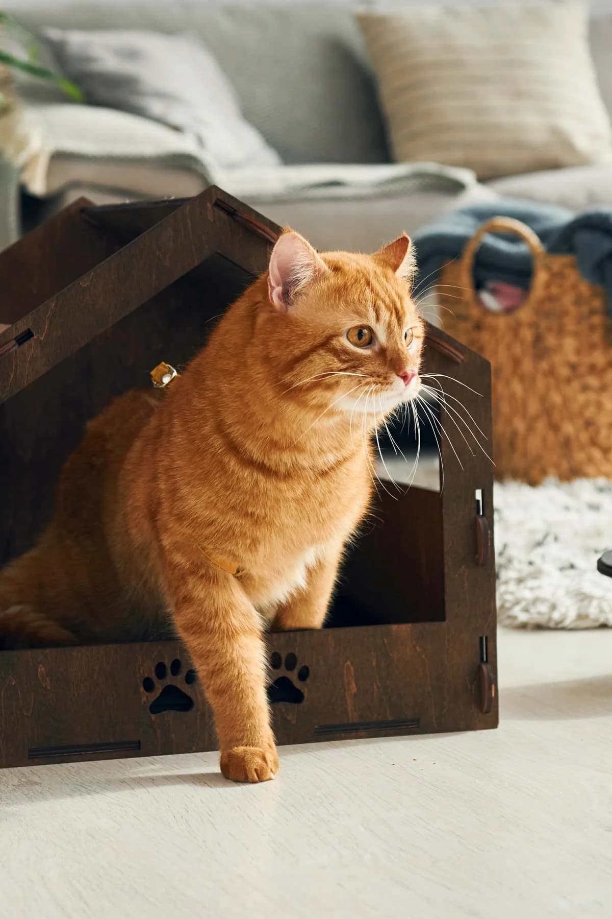 Chat apaisé après un soin énergétique