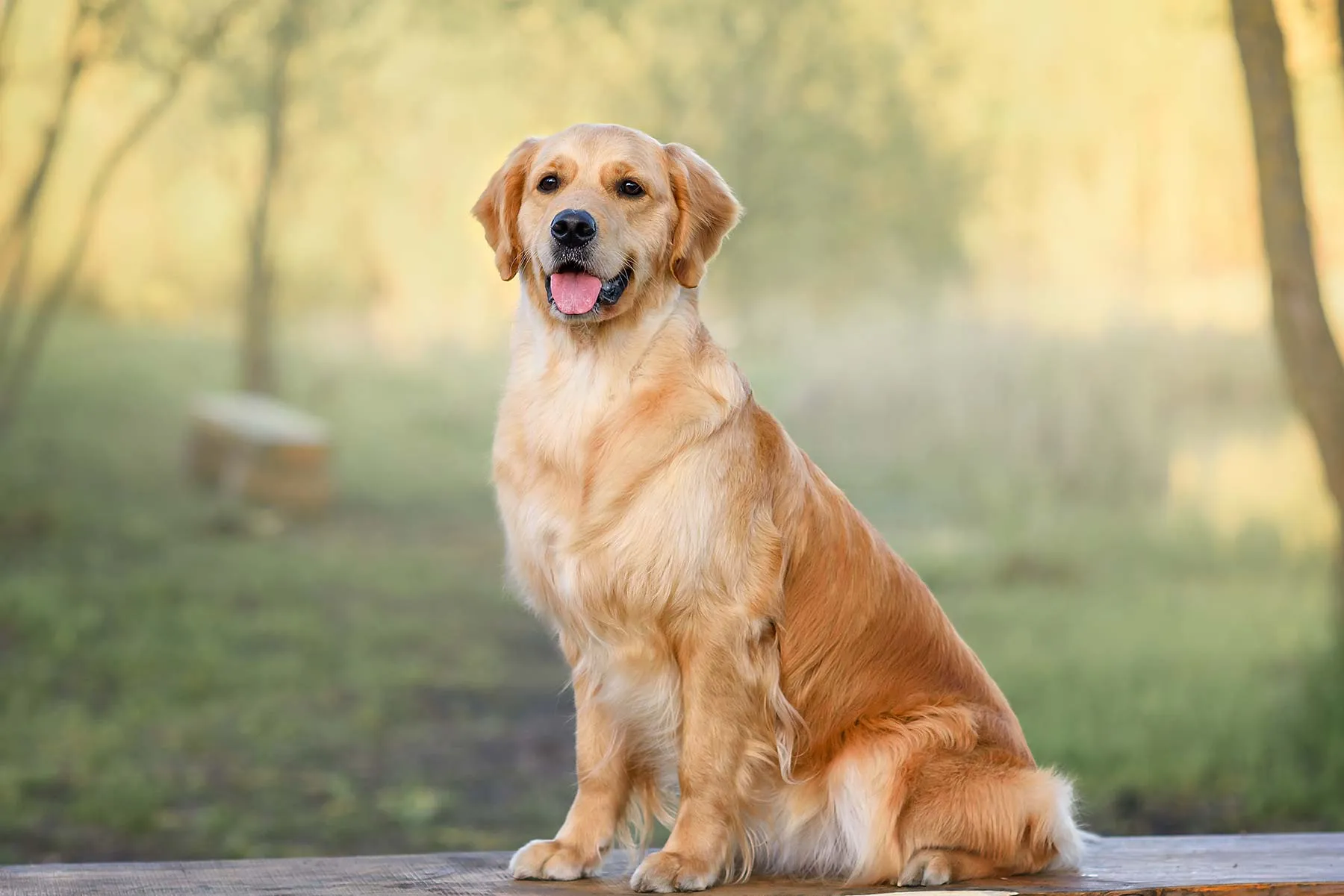 Chien assis sur une terrasse extérieure en forte chaleur